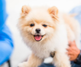 Pomeranian Puppies For Sale Lone Star Pups